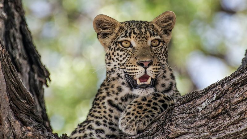 Leopard