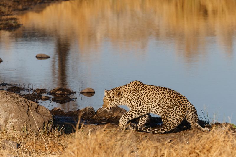 Leopard's Stealth Stalk