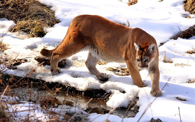 Cougar