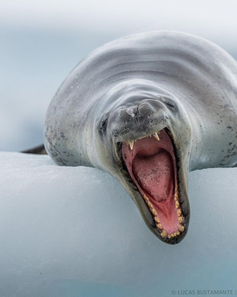 Leopard Seal