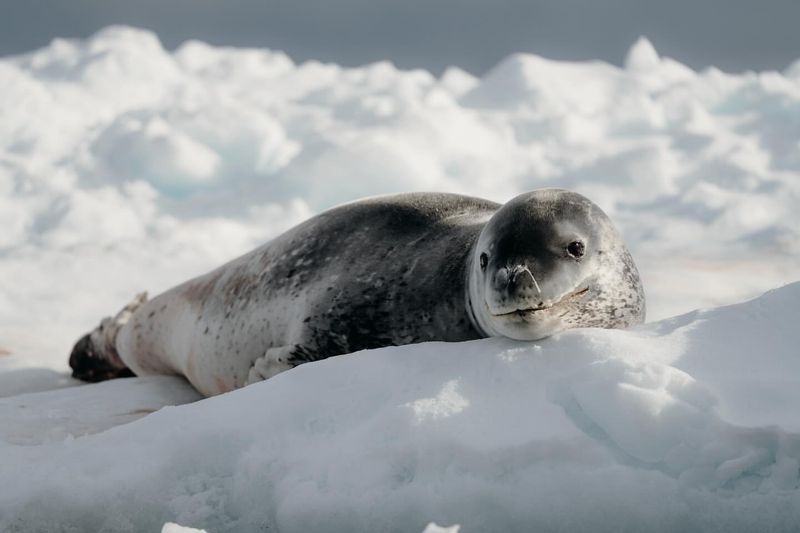 Leopard Seal