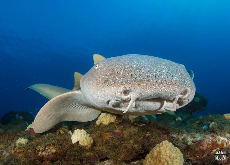 Leopard Shark