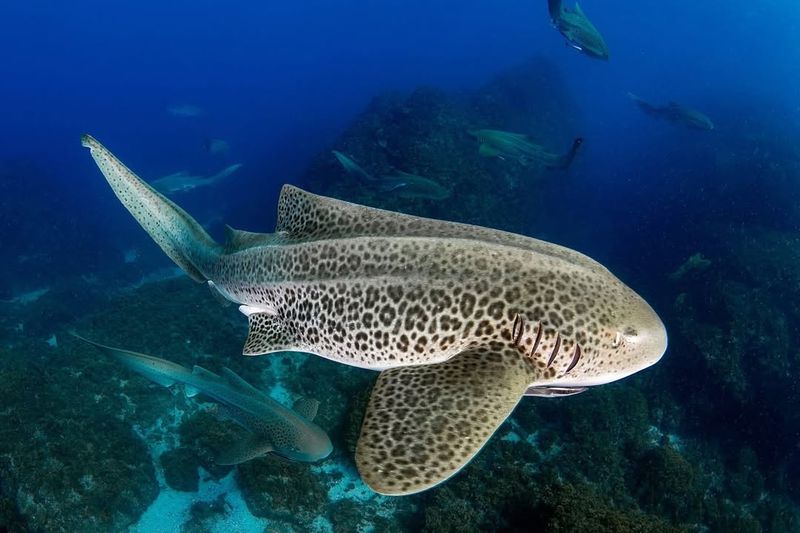 Leopard Shark