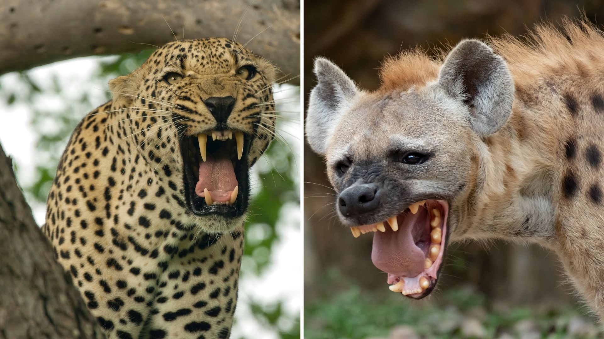 Leopard Vs Hyena Who Would Win In A Fight