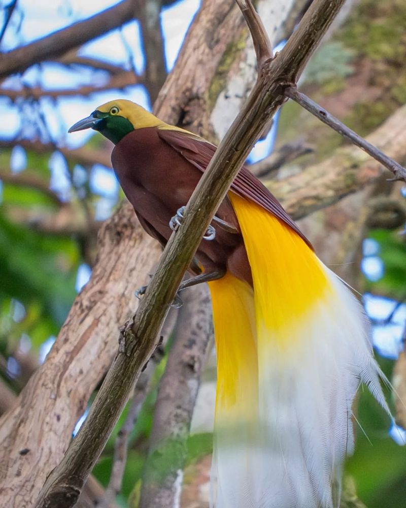 Lesser Bird of Paradise