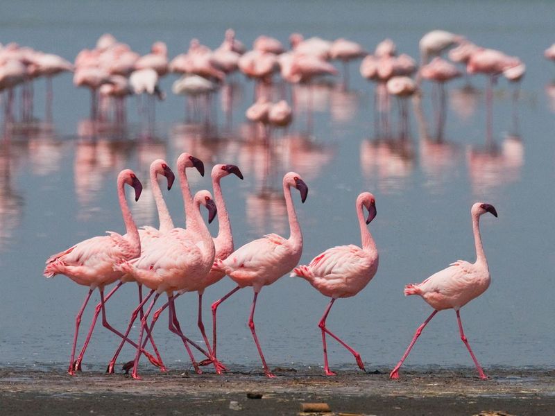 Lesser Flamingo