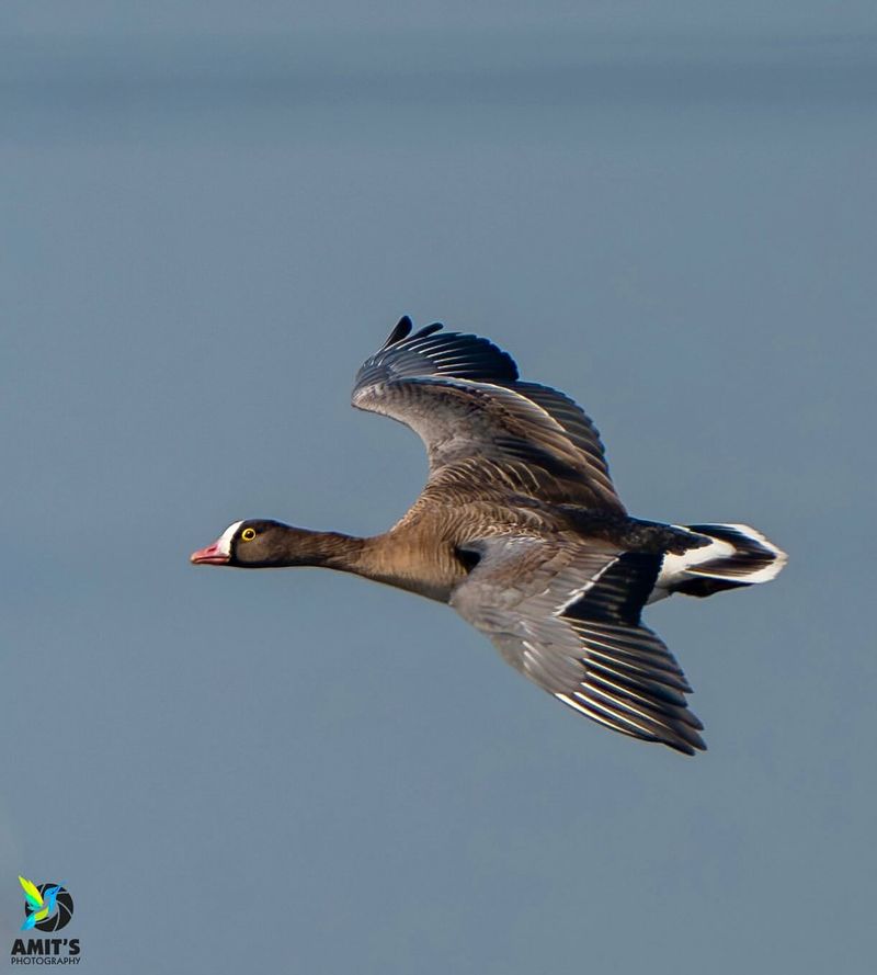 Lesser White-fronted Goose