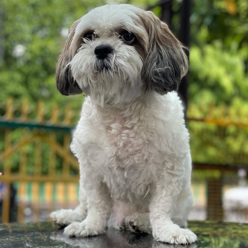 Lhasa Apso