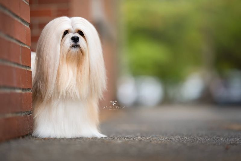 Lhasa Apso