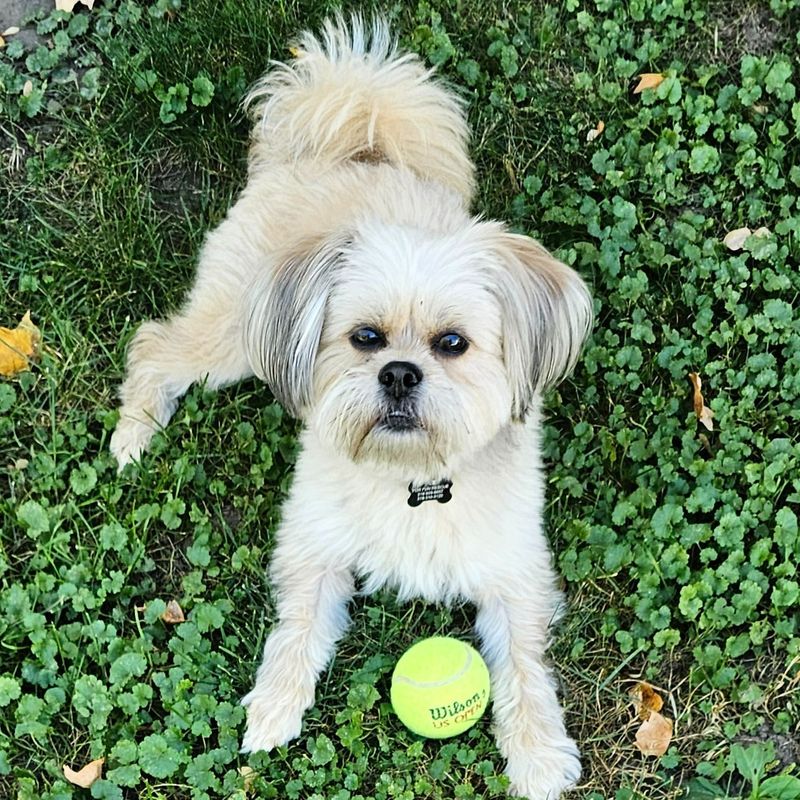 Lhasa Apso