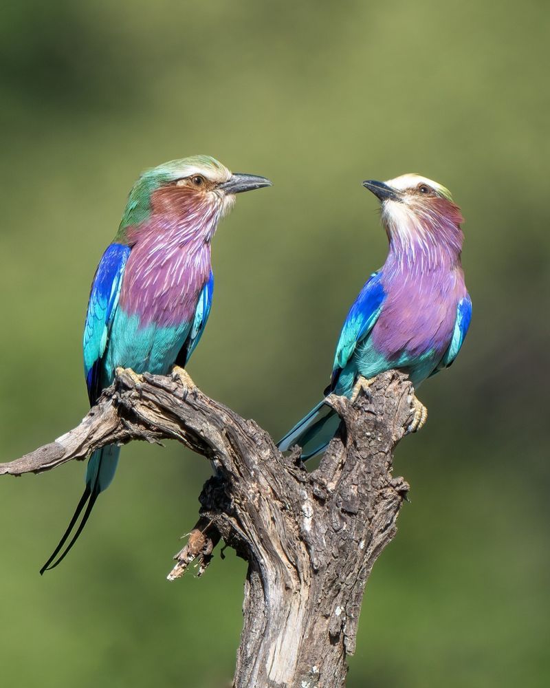 Lilac-Breasted Roller