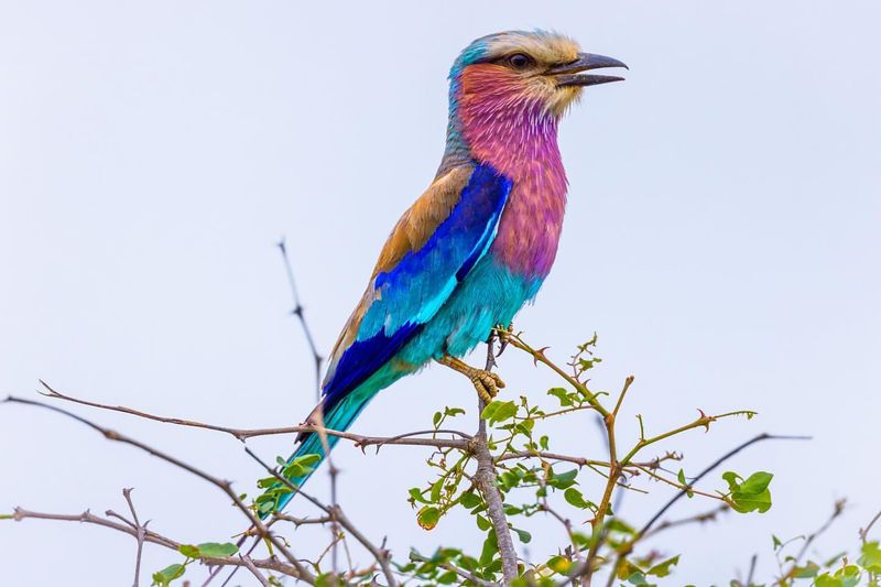 Lilac-breasted Roller