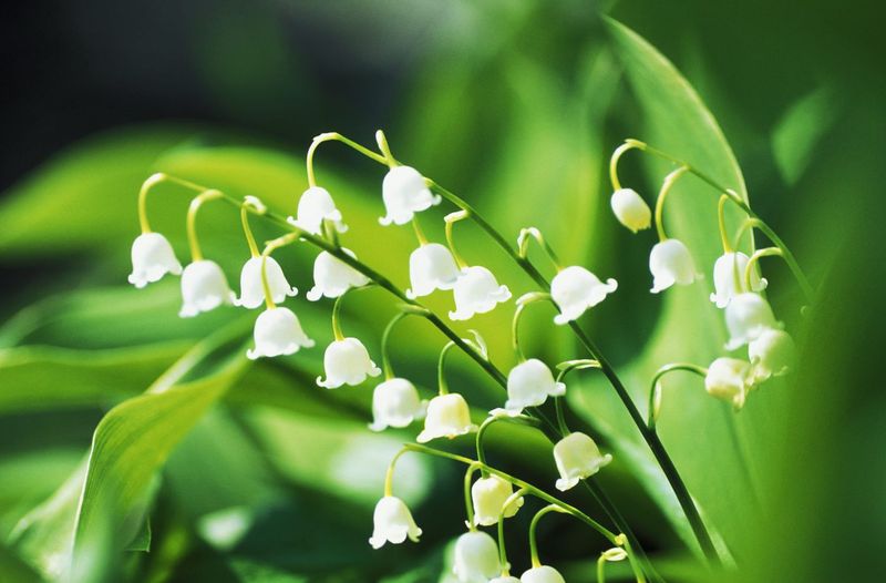 Lily of the Valley