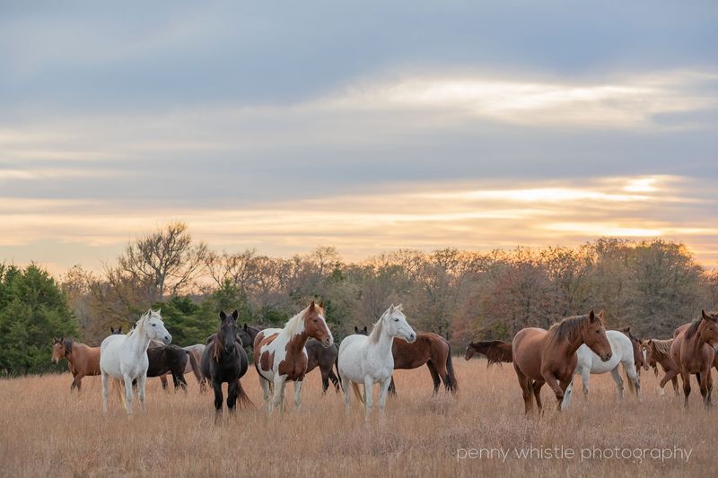 Legacy Of The American West