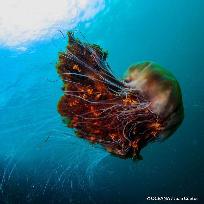 Lion's Mane Jellyfish