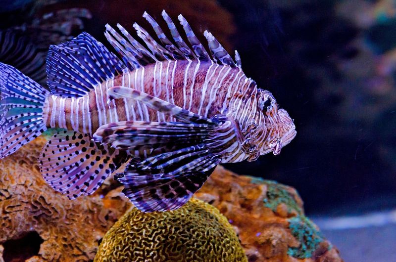 Lionfish