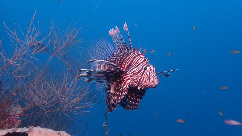 Lionfish