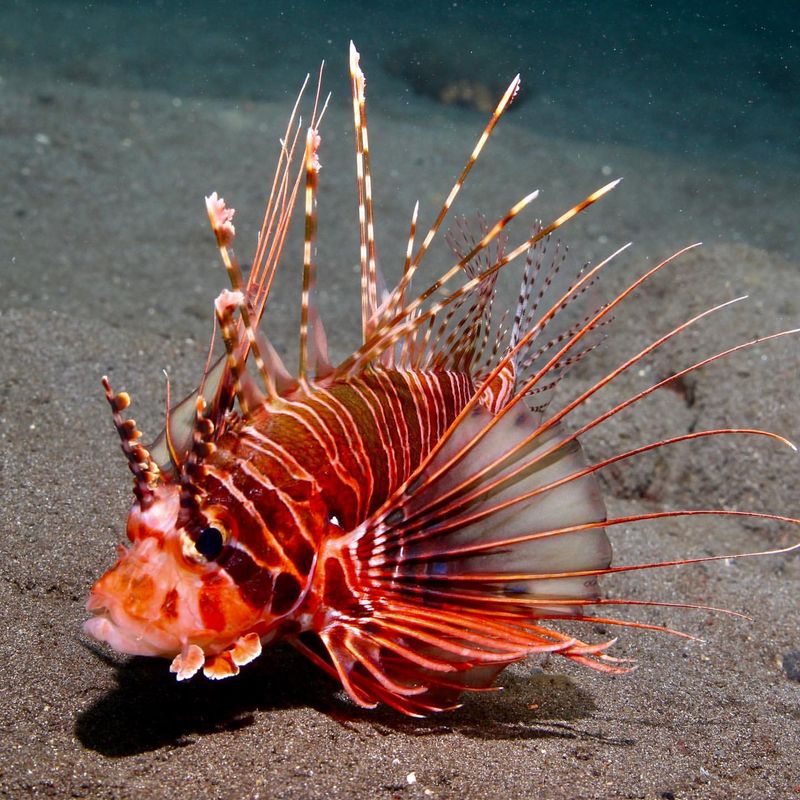 Lionfish