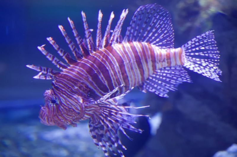 Lionfish