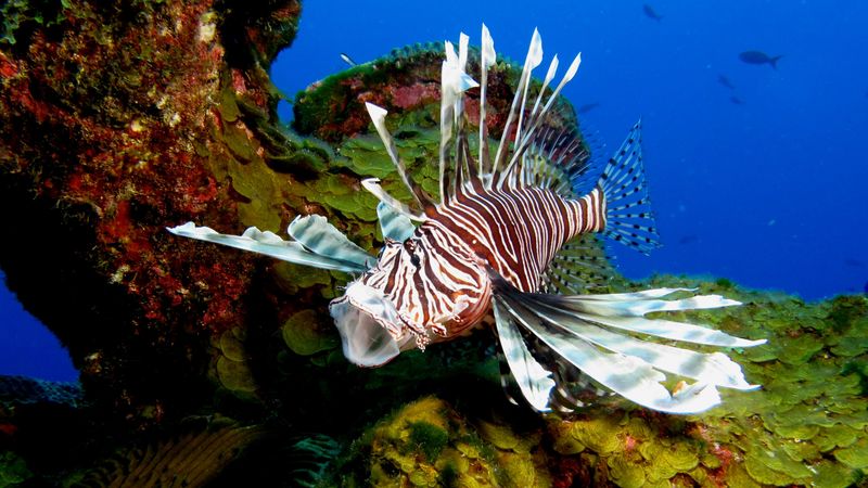 Lionfish