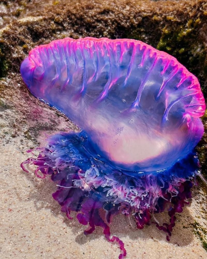 Portuguese Man O' War