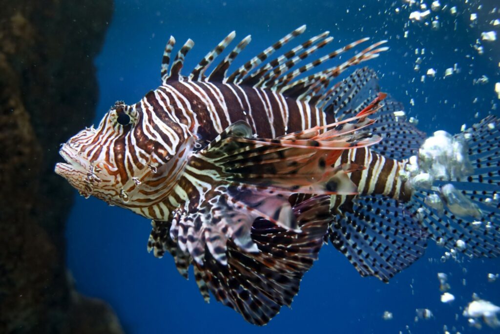 Lionfish