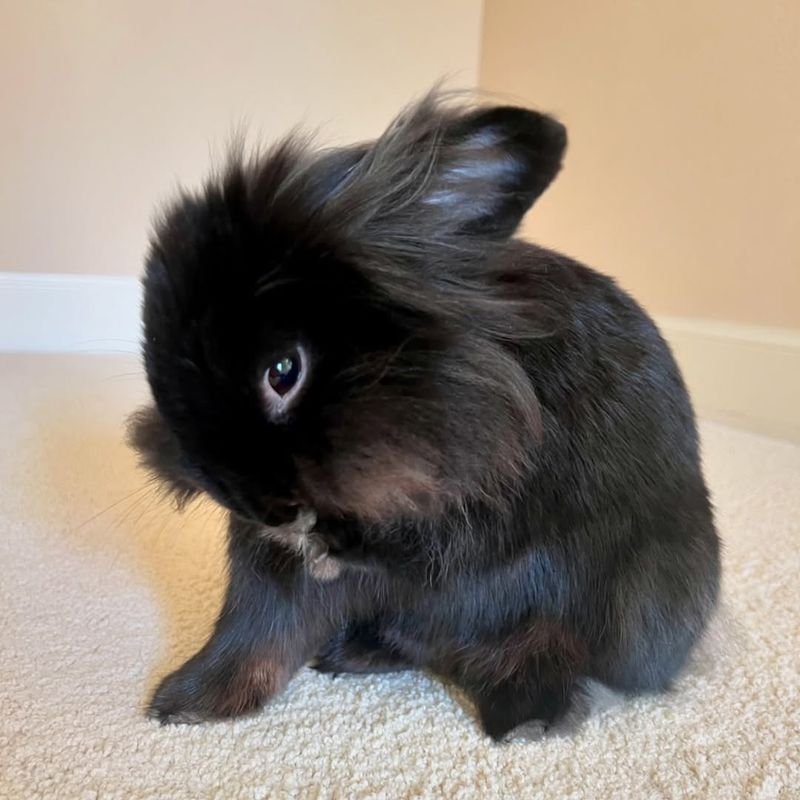 Lionhead Rabbit