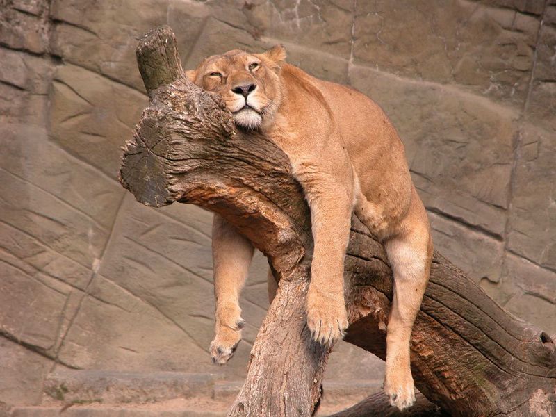 Lions Are Lazy