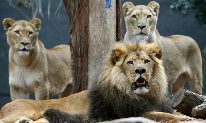 Lions Guard Kidnapped Girl