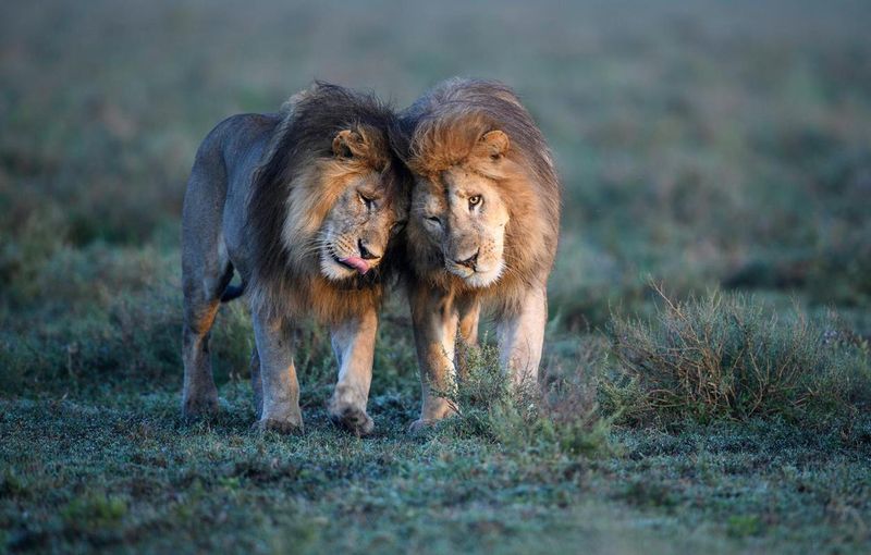 Lions are the Kings of the Jungle