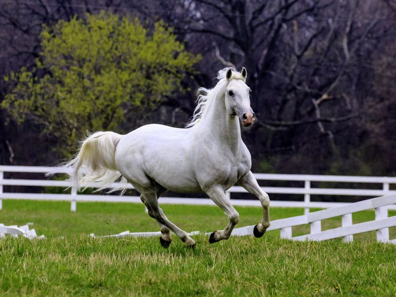 Lipizzaner