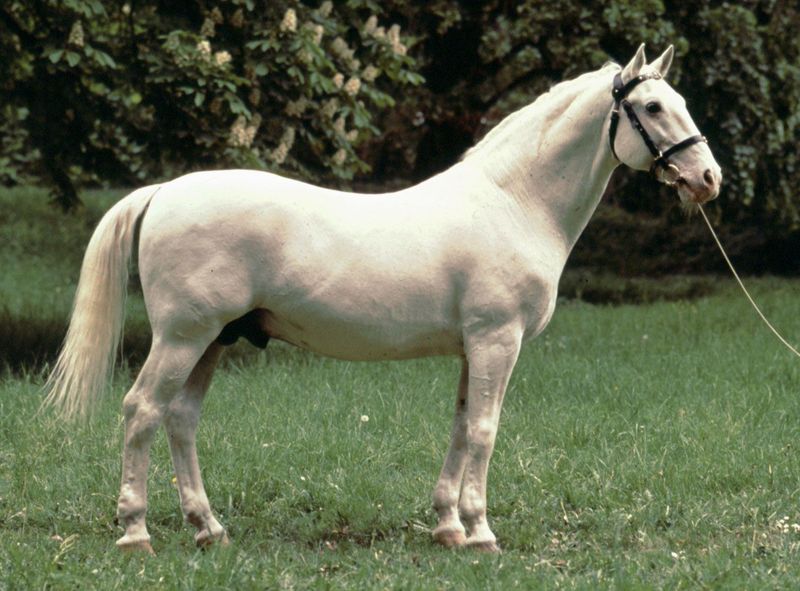 Lipizzaner