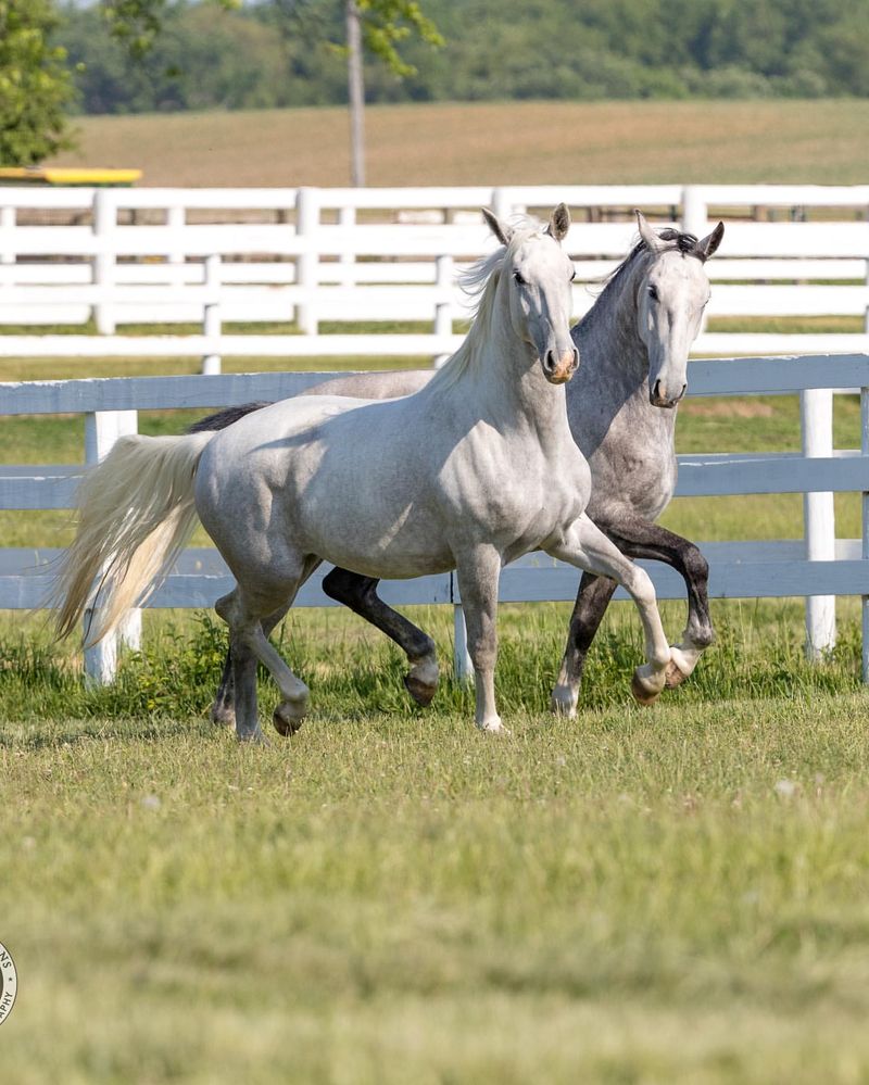 Lipizzaner