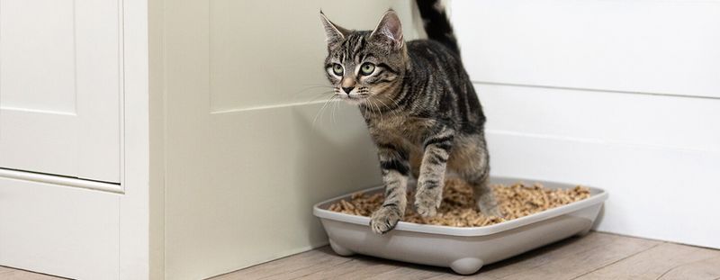 Litter Box Training