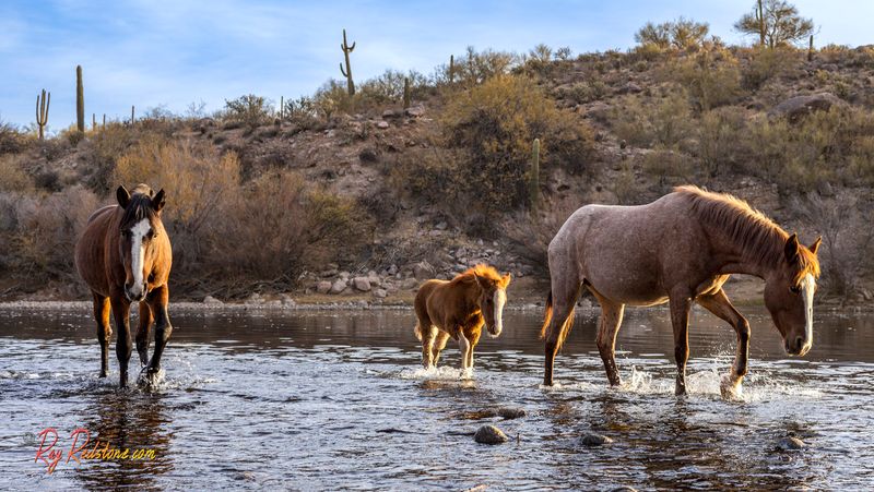 Salt River, Arizona