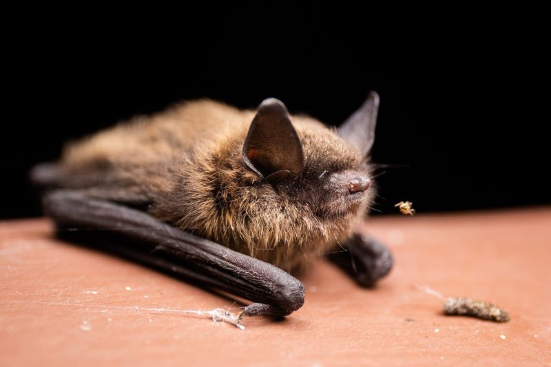 Little Brown Bat