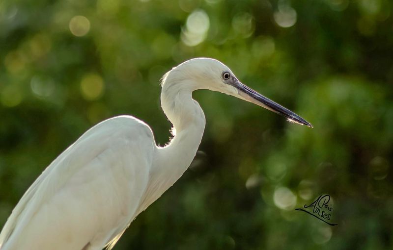 Little Egret