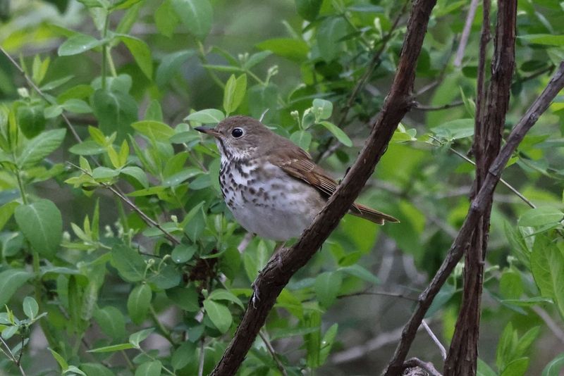 Little Shrike-thrush