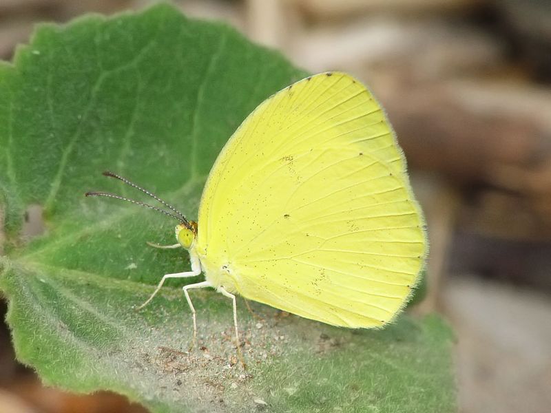 Little Yellow - Texas