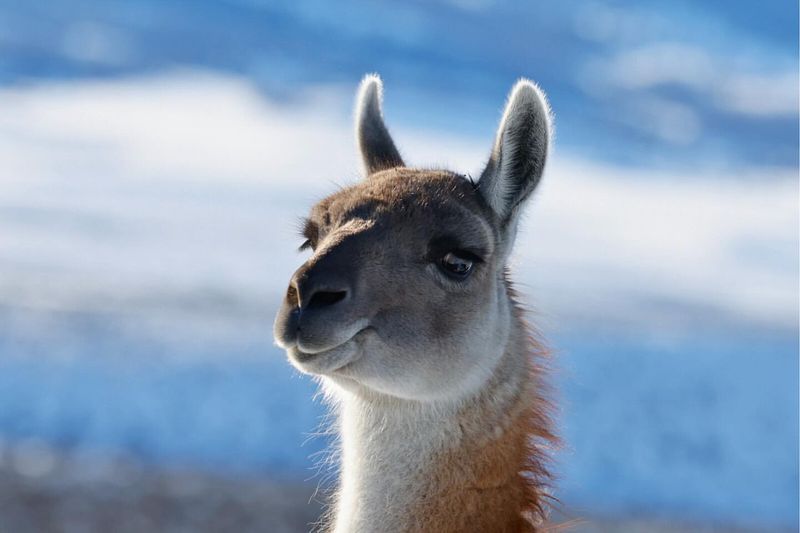 Llama Vocalization Variances