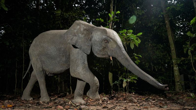 Loango National Park, Gabon