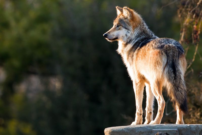 Lobo: The Wolf Who Inspired Conservation