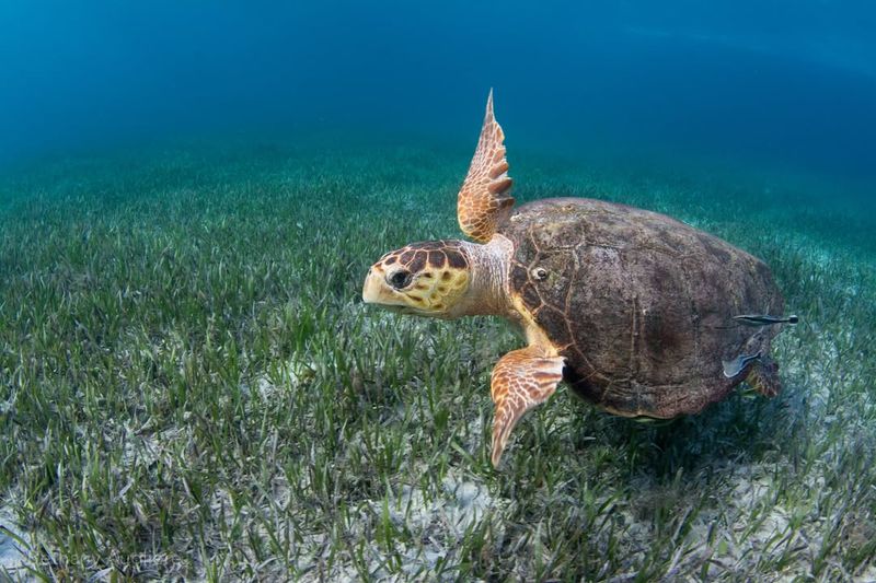 Sea Turtle – Long-distance Migration