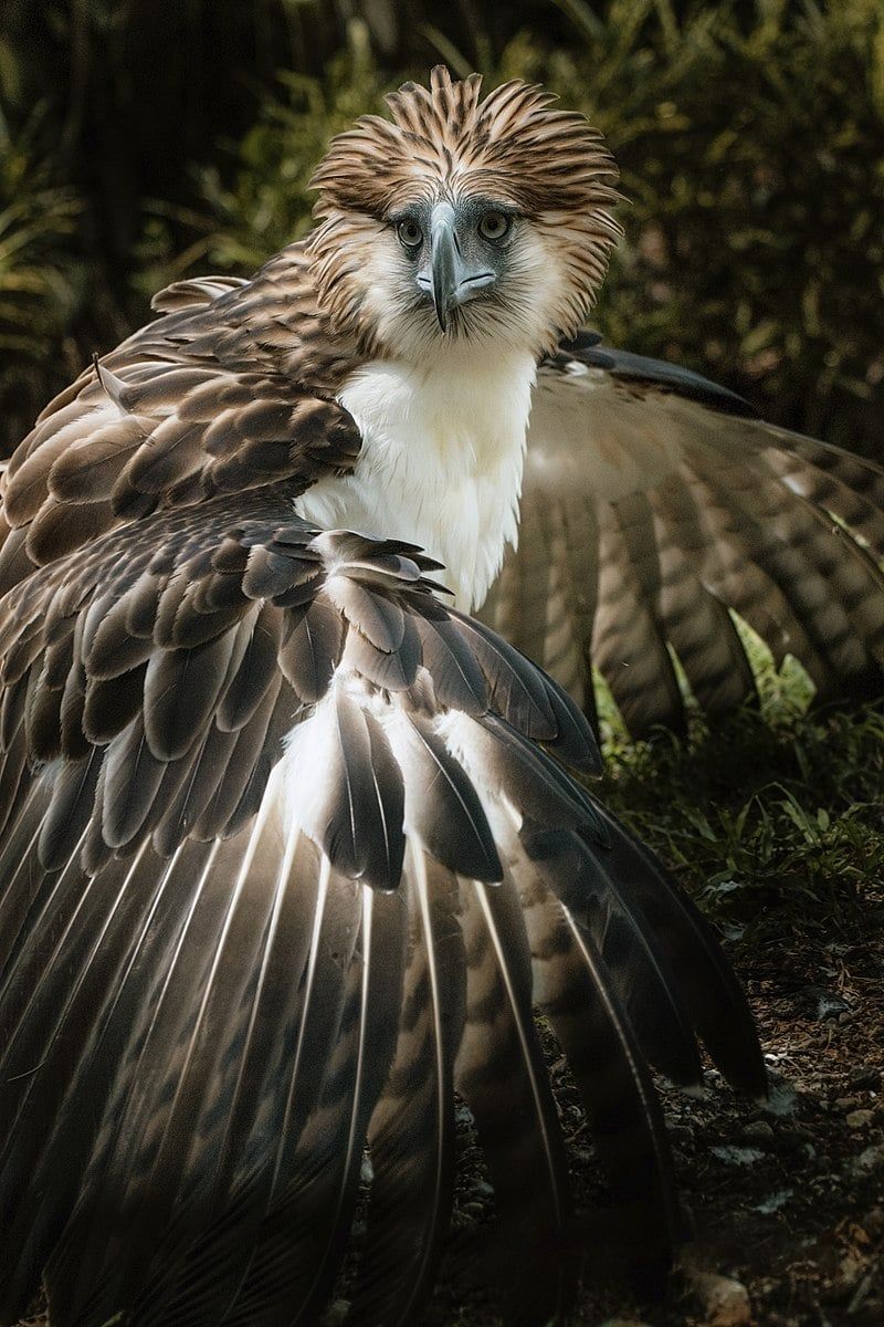 Logging And Deforestation Are Its Biggest Threats