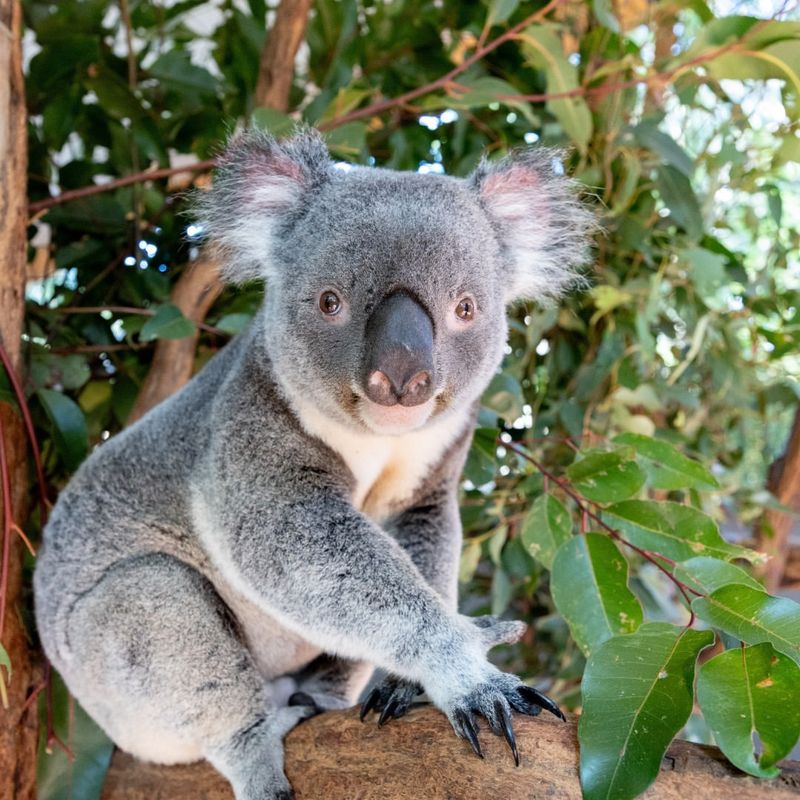 Lone Pine Koala Sanctuary, Australia