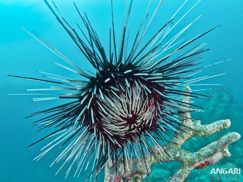 Long-Spined Sea Urchin