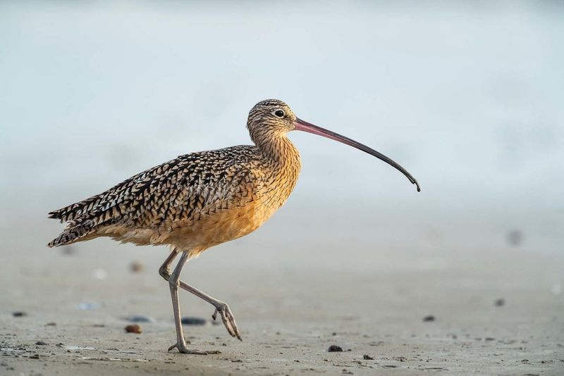 Long-billed Curlew