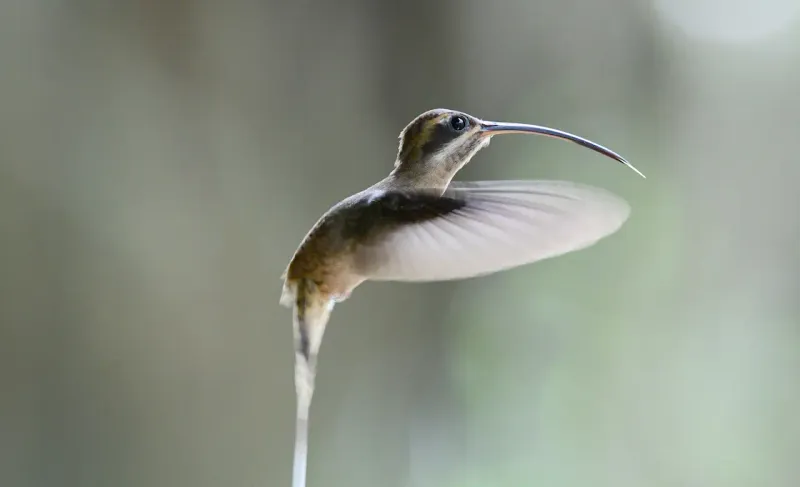 Long-billed Hermit