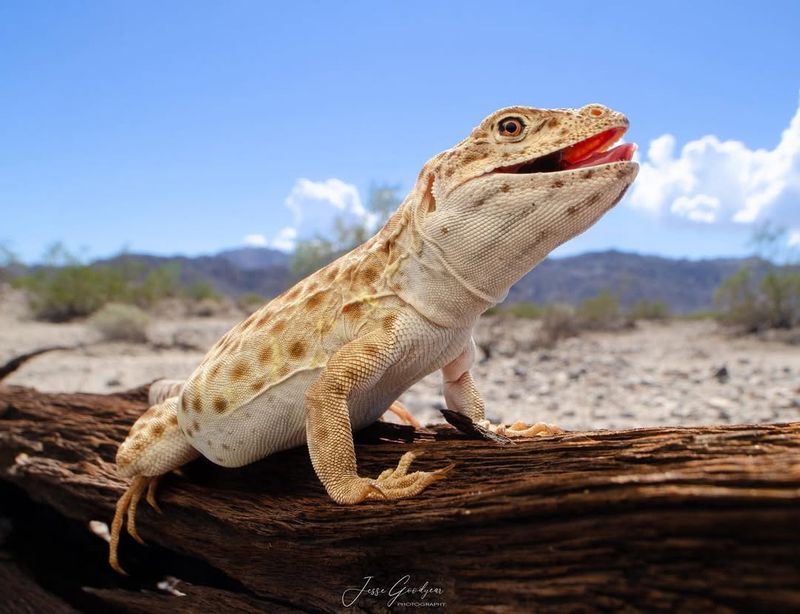 Long-nosed Leopard Lizard