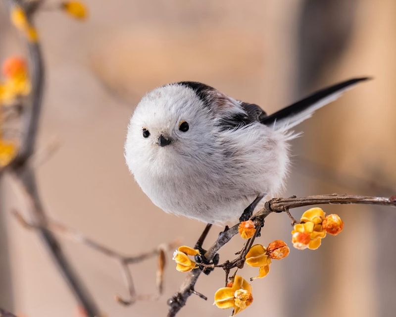 Long-tailed Tit